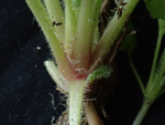 <i>Primula calciphila </i>