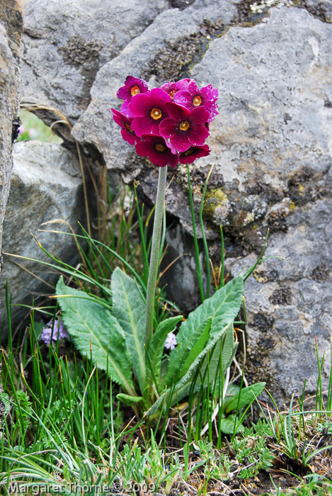 Primula calderiana