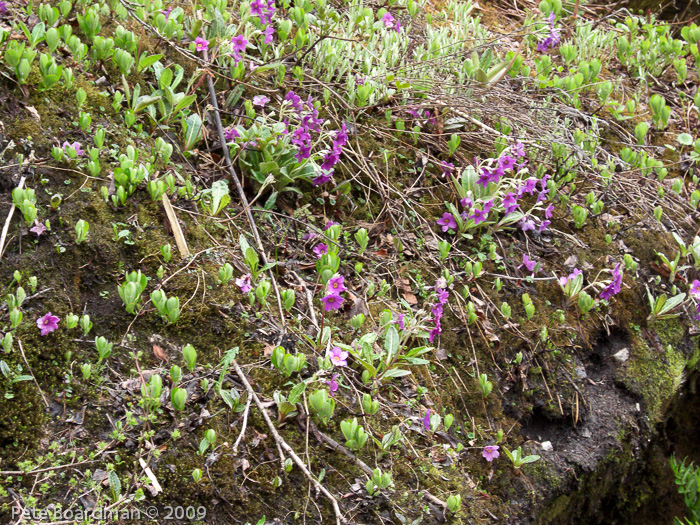 Primula calderiana