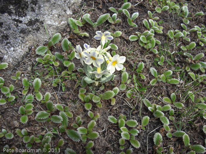 P. calderiana x P. strumosa