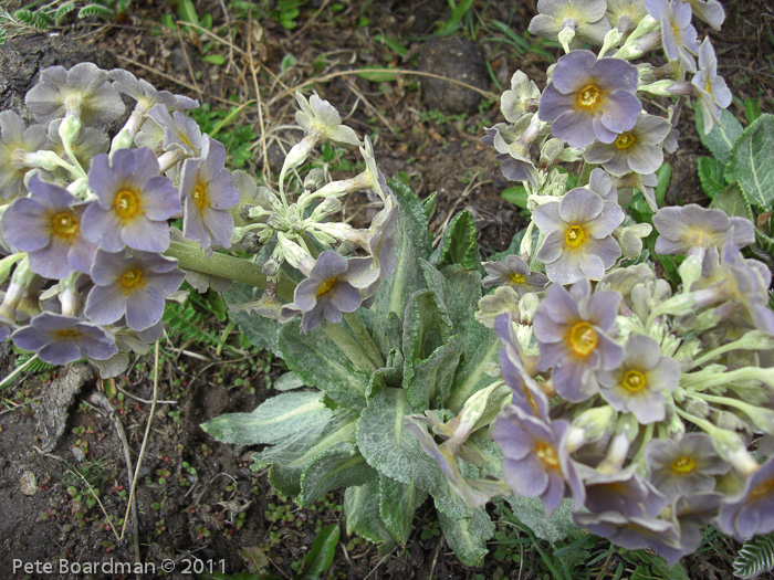 P. calderiana x P. strumosa