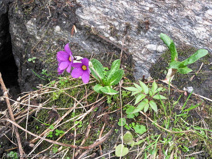 Primula calderiana