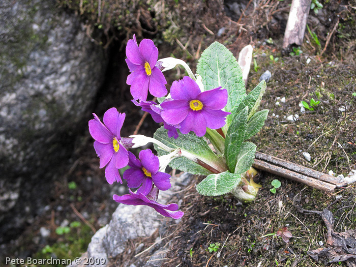 Primula calderiana