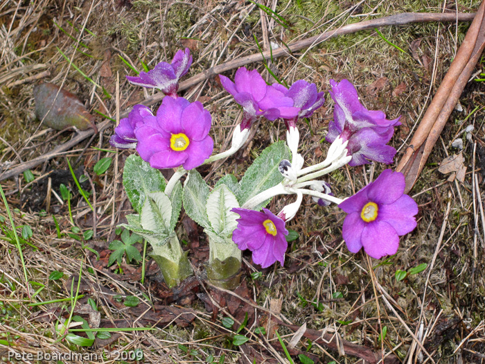 Primula calderiana (laeta)