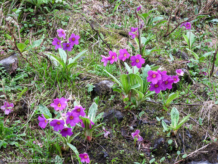 Primula calderiana