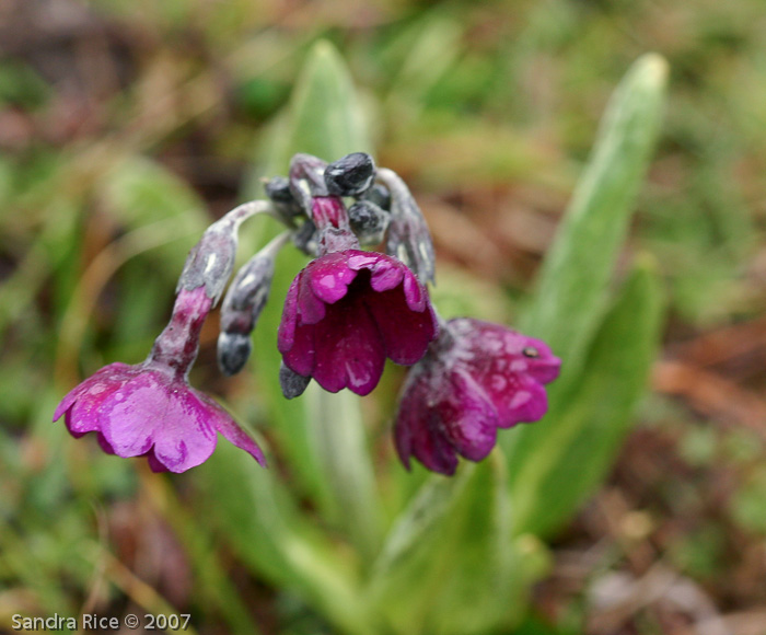 Primula calderiana