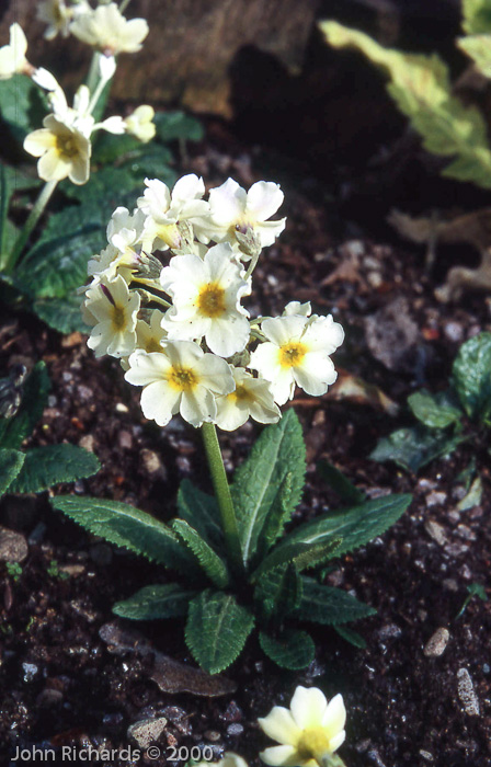 Primula calderiana var. alba