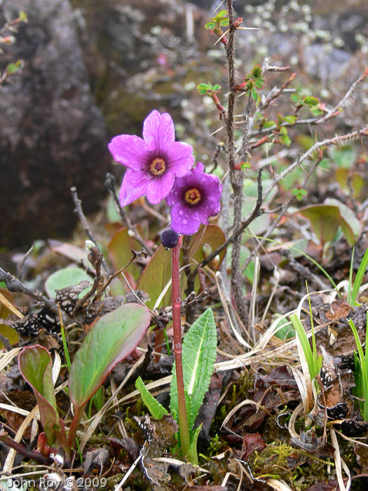 Primula calderiana