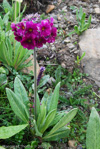 Primula calderiana