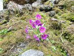 Primula calderiana