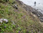 Primula calderiana