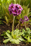 Primula calderiana