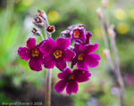 Primula calderiana