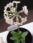 Primula calderiana var. alba