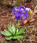 P. calderiana x P. strumosa