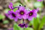 Primula calderiana