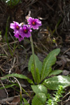 Primula calderiana