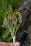 Primula calderiana