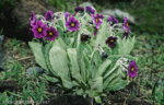 Primula calderiana