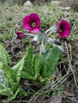 Primula calderiana