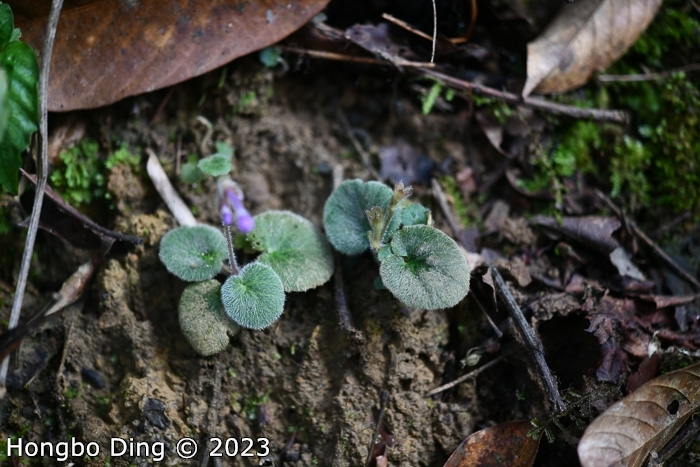 <i>Primula calyptrata </i>