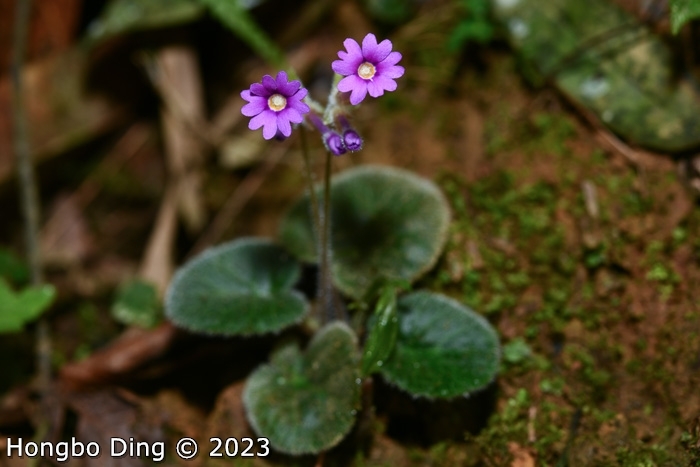 <i>Primula calyptrata </i>