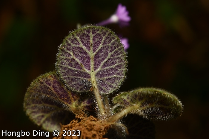 <i>Primula calyptrata </i>