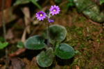 <i>Primula calyptrata </i>