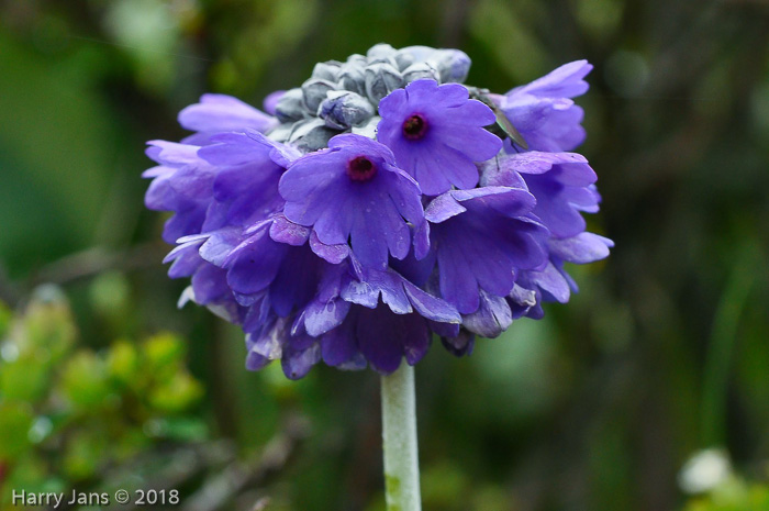 <i>Primula capitata subsp. capitata </i>