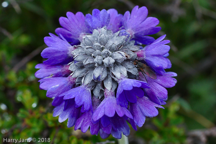 <i>Primula capitata subsp. capitata </i>