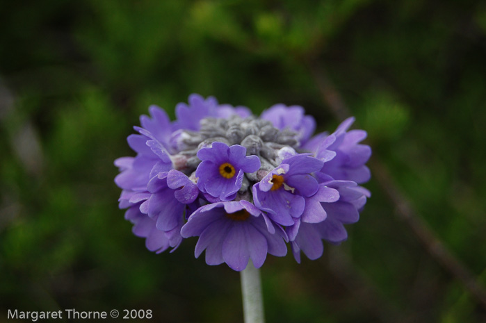 <i>Primula capitata subsp. capitata </i>