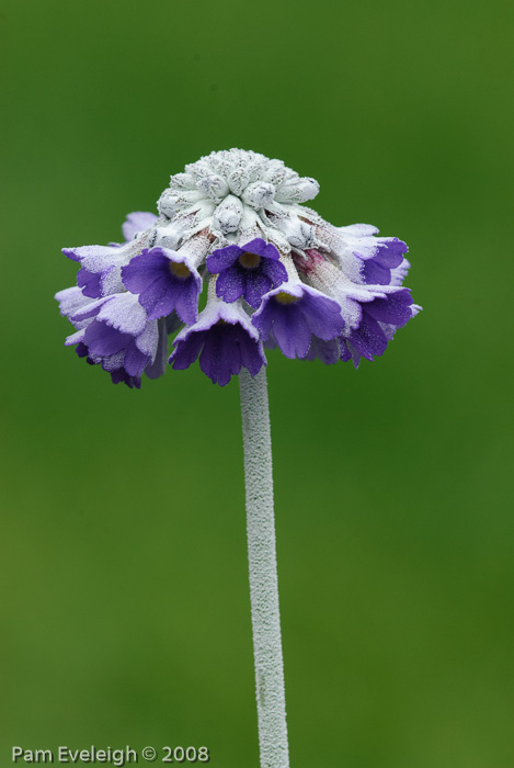 <i>Primula capitata subsp. mooreana </i>