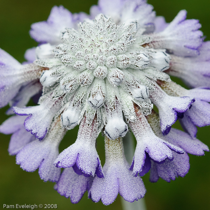 <i>Primula capitata subsp. mooreana </i>