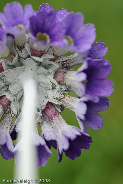 <i>Primula capitata subsp. mooreana </i>