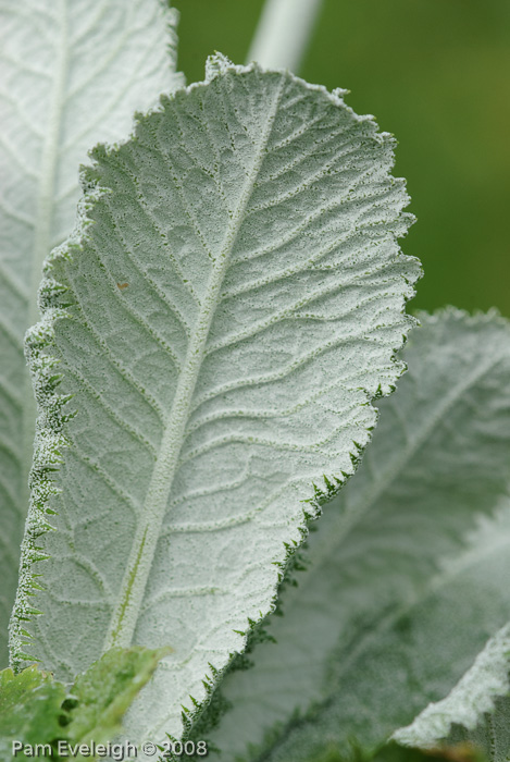 <i>Primula capitata subsp. mooreana </i>