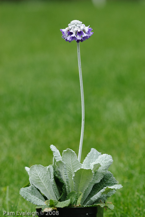 <i>Primula capitata subsp. mooreana </i>