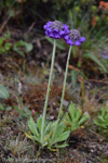 <i>Primula capitata subsp. capitata </i>