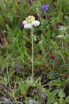 <i>Primula capitata subsp. capitata (alba) </i>