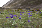 <i>Primula capitata subsp. capitata </i>