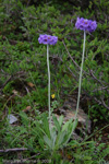 <i>Primula capitata subsp. capitata </i>