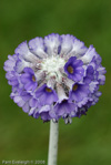 <i>Primula capitata subsp. mooreana </i>