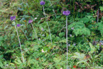 <i>Primula capitata subsp. sphaerocephala </i>