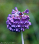 <i>Primula capitata subsp. sphaerocephala </i>