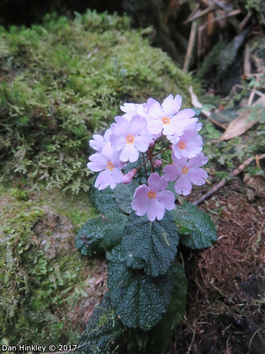<i>Primula cardioeides </i>