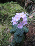 <i>Primula cardioeides </i>
