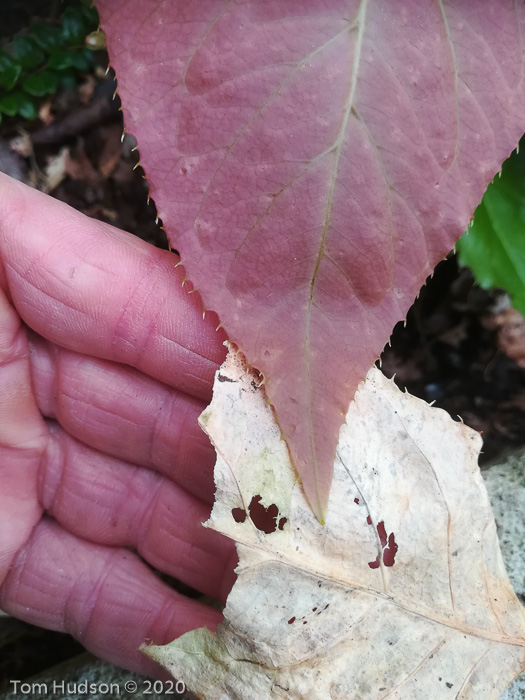 <i>Primula carolinehenryae </i>