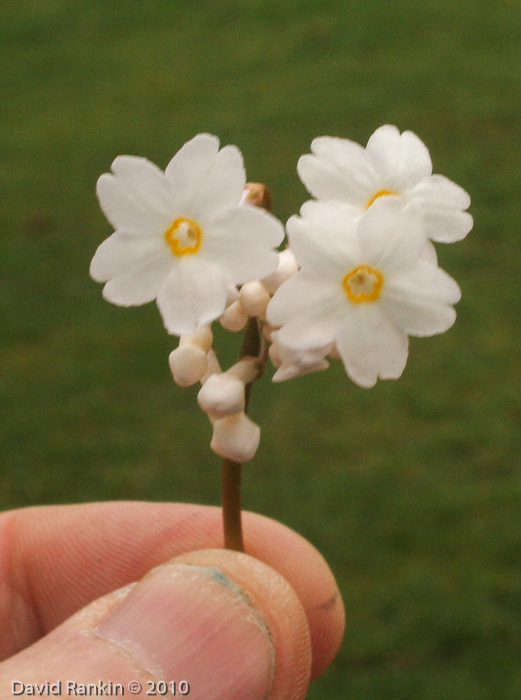 <i>Primula carolinehenryae </i>
