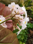<i>Primula carolinehenryae </i>
