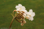 <i>Primula carolinehenryae </i>