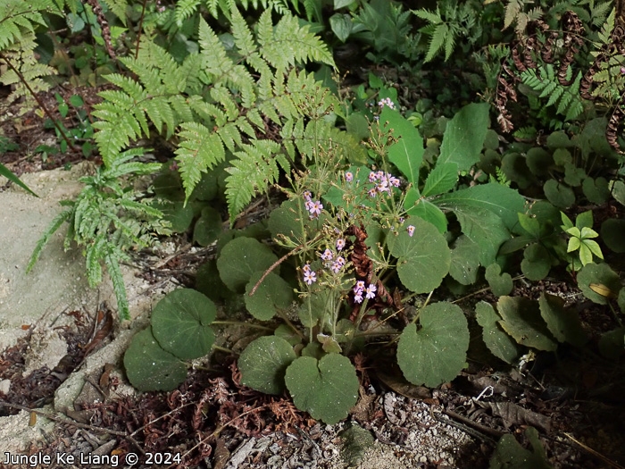 <i>Primula cavaleriei </i>